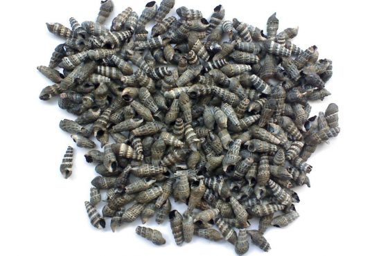 Tác hại của loài ốc đinh trong nuôi tôm