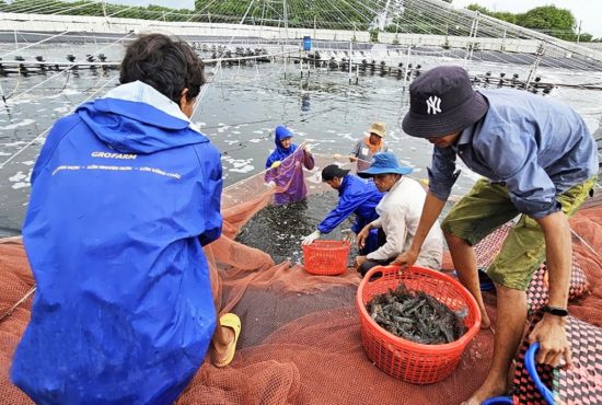 Bến Tre đặt mục tiêu 4.000 ha nuôi tôm ứng dụng công nghệ cao đến năm 2025