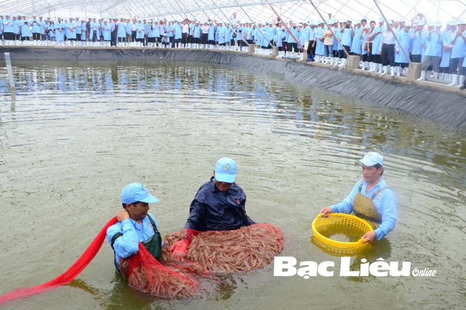 Xây dựng Đồng bằng sông Cửu Long trở thành vùng trọng điểm về công nghiệp tôm: Nhìn từ “thủ phủ” tôm Bạc Liêu