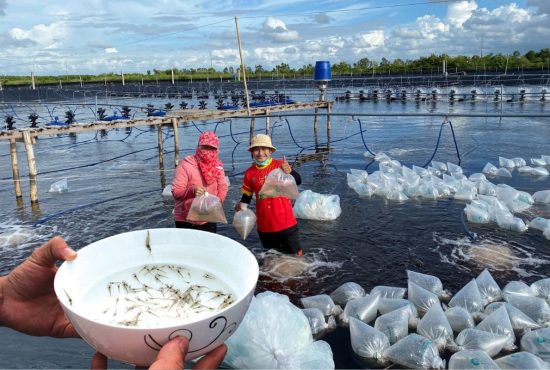 Tôm giống còn nhiều tồn tại và giải pháp khắc phục