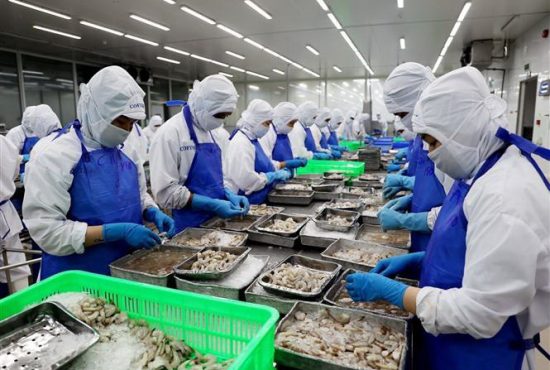 Cà Mau: Đảm bảo ổn định thị trường tôm nguyên liệu