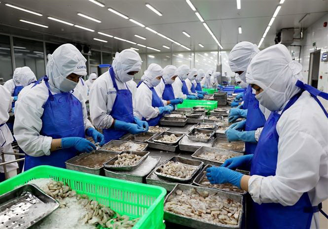 Cà Mau: Đảm bảo ổn định thị trường tôm nguyên liệu