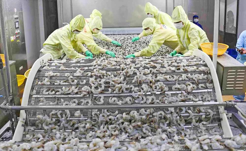 Tôm Việt Nam chinh phục các thị trường lớn, hướng tới mục tiêu 4 tỷ USD