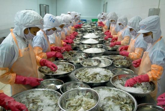 Tôm Việt tìm cơ hội từ thị trường Trung Quốc giữa biến động thương mại Mỹ – Trung