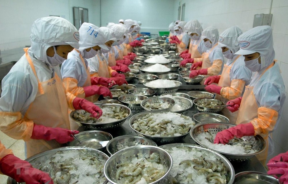 Tôm Việt tìm cơ hội từ thị trường Trung Quốc giữa biến động thương mại Mỹ – Trung