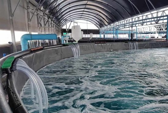 Ứng dụng công nghệ cao nâng tầm ngành tôm Bạc Liêu