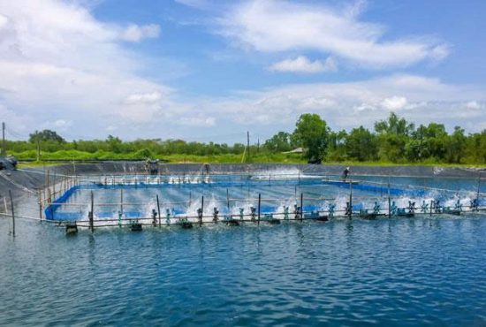 Kiên Giang nâng chỉ tiêu sản lượng thủy sản lên trên 830.000 tấn năm 2025