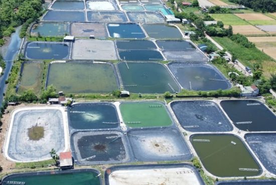Bến Tre vượt mục tiêu 4.000ha nuôi tôm công nghệ cao