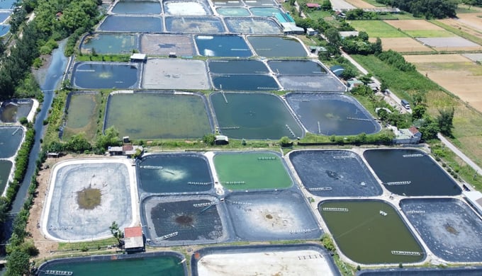 Bến Tre vượt mục tiêu 4.000ha nuôi tôm công nghệ cao