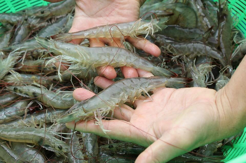 Trung Quốc Lần Đầu Tiên Vượt Mỹ, Trở Thành Thị Trường Nhập Khẩu Thủy Sản Lớn Nhất Của Việt Nam