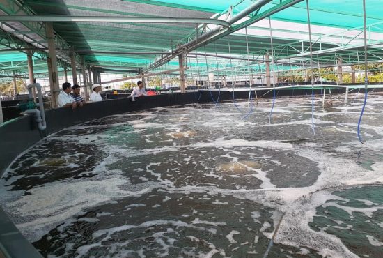 RAS và mô hình truyền thống: Phân tích kinh tế trong nuôi tôm