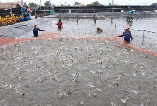 Thủy sản Việt Nam giữ vững thị phần tại các thị trường nhập khẩu lớn