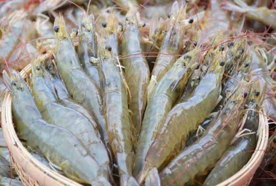 Thị trường tôm toàn cầu: Sự dịch chuyển và cơ hội từ những thị trường tăng trưởng mới