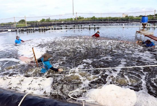 Ngành thủy sản hướng tới chặng “nước rút” cuối năm