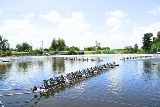 Nuôi trồng thủy sản xanh – Chìa khóa giữ vững vị thế xuất khẩu
