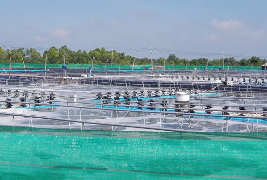 Vĩnh Long: Diện tích nuôi tôm ứng dụng công nghệ cao đạt kế hoạch