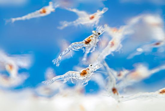 Từ tăng trưởng số lượng đến giá trị bền vững – Hướng đi tất yếu của ngành tôm giống Việt Nam