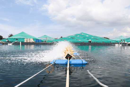 Cần Thơ đẩy mạnh nuôi tôm công nghệ cao, hướng đến xuất khẩu tỉ đô