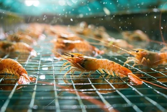 Bất chấp nhiều rào cản, xuất khẩu thủy sản vượt 8,3 tỷ USD