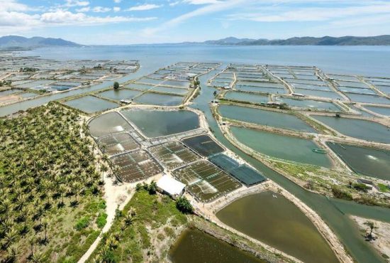 Cà Mau đẩy mạnh nhân rộng mô hình nuôi tôm thẻ chân trắng siêu thâm canh, hướng tới phát triển bền vững