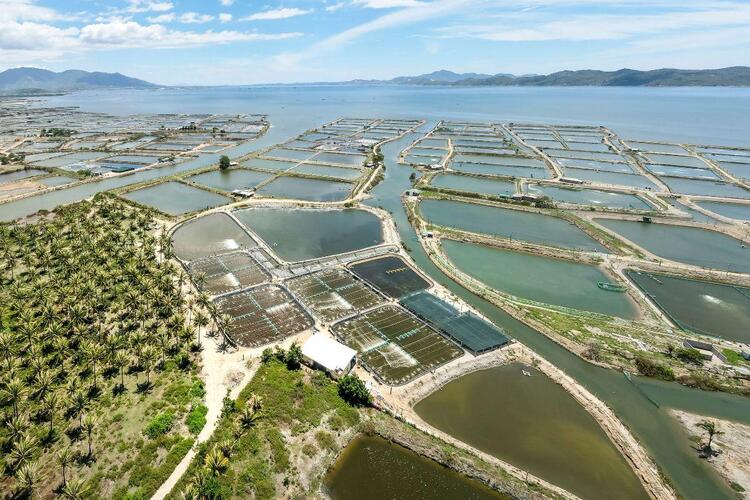 Cà Mau đẩy mạnh nhân rộng mô hình nuôi tôm thẻ chân trắng siêu thâm canh, hướng tới phát triển bền vững