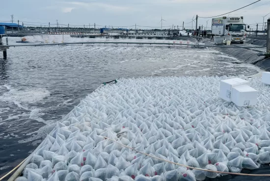 Bứt phá để dẫn đầu năm 2030 – Cột mốc vàng của ngành tôm giống Việt Nam