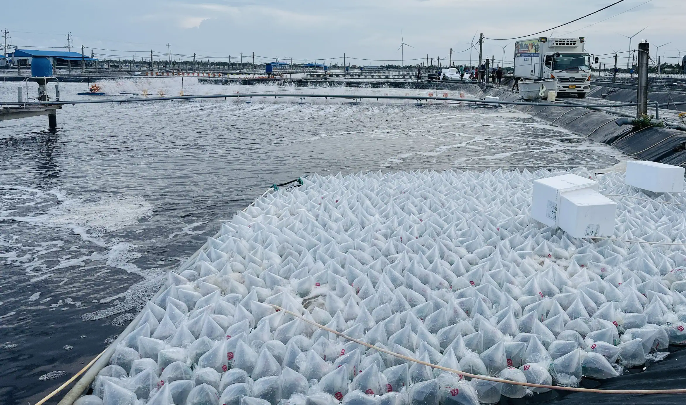 Bứt phá để dẫn đầu năm 2030 – Cột mốc vàng của ngành tôm giống Việt Nam