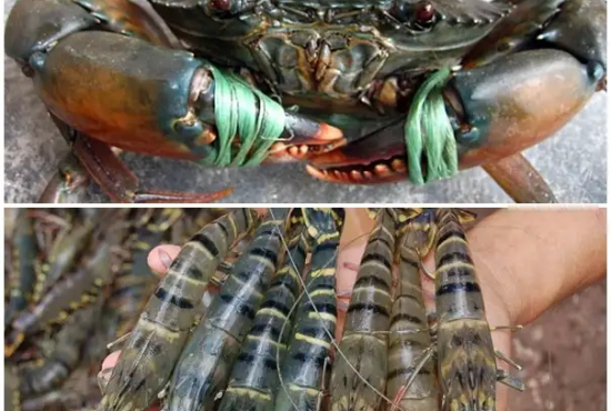 Mô hình nuôi tôm kết hợp với loài khác đạt hiệu quả cao