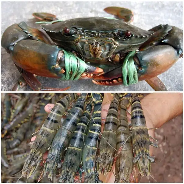 Mô hình nuôi tôm kết hợp với loài khác đạt hiệu quả cao