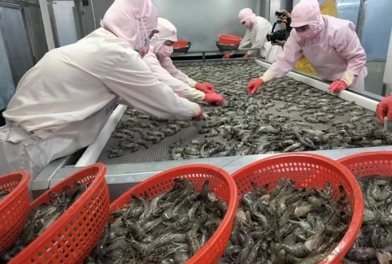 Cơ hội bứt phá cho ngành tôm Việt Nam dịp cuối năm