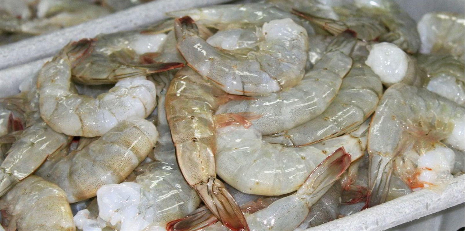 Tôm Việt giữ vị trí thứ 3 tại EU – cạnh tranh mạnh với Ecuador và Ấn Độ