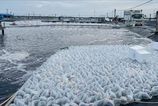 Người nuôi thủy sản ở Cà Mau cần tuân thủ lịch thả giống 2026