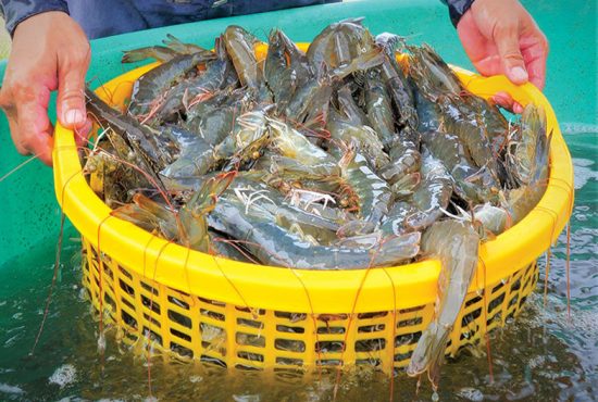 Cà Mau đạt gần 600.000 tấn tôm, tạo bước bứt phá trước mục tiêu năm 2025