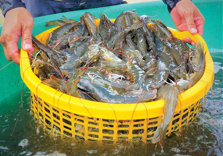 Cà Mau đạt gần 600.000 tấn tôm, tạo bước bứt phá trước mục tiêu năm 2025