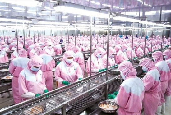 Xuất khẩu tôm Việt Nam đạt hơn 4,3 tỷ USD trong tháng 11