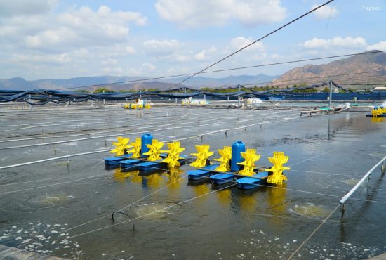 Đổi mới cách nuôi, nâng cao giá trị tôm thẻ chân trắng ở Vĩnh Long