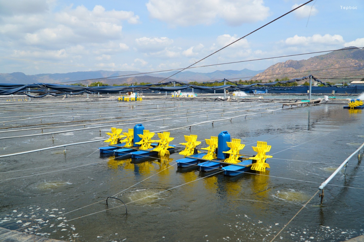 Đổi mới cách nuôi, nâng cao giá trị tôm thẻ chân trắng ở Vĩnh Long