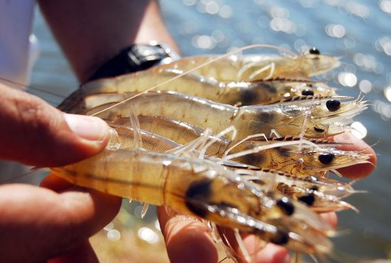 Đà tăng giá tôm xuất khẩu đang trở thành lực đẩy quan trọng, giúp ngành tôm từng bước phục hồi sản xuất và khẳng định vị thế trong chuỗi giá trị toàn cầu.