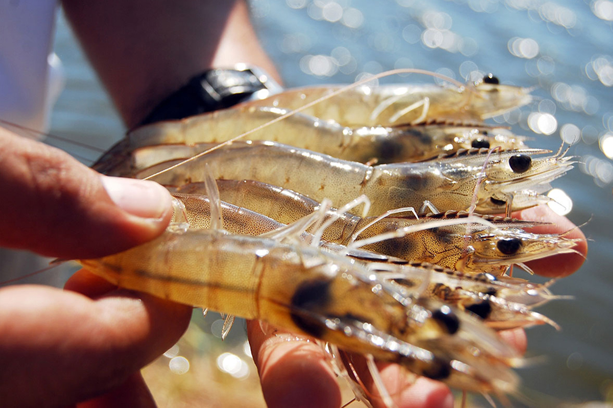 Đà tăng giá tôm xuất khẩu đang trở thành lực đẩy quan trọng, giúp ngành tôm từng bước phục hồi sản xuất và khẳng định vị thế trong chuỗi giá trị toàn cầu.