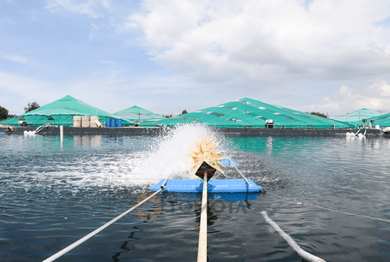 Vĩnh Long thu hút gần 5.000 tỷ đồng đầu tư nuôi tôm công nghệ cao
