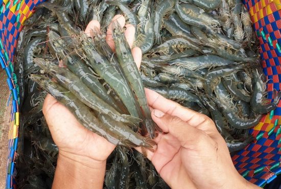 Nâng sức cạnh tranh cho tôm Việt bằng quản trị số