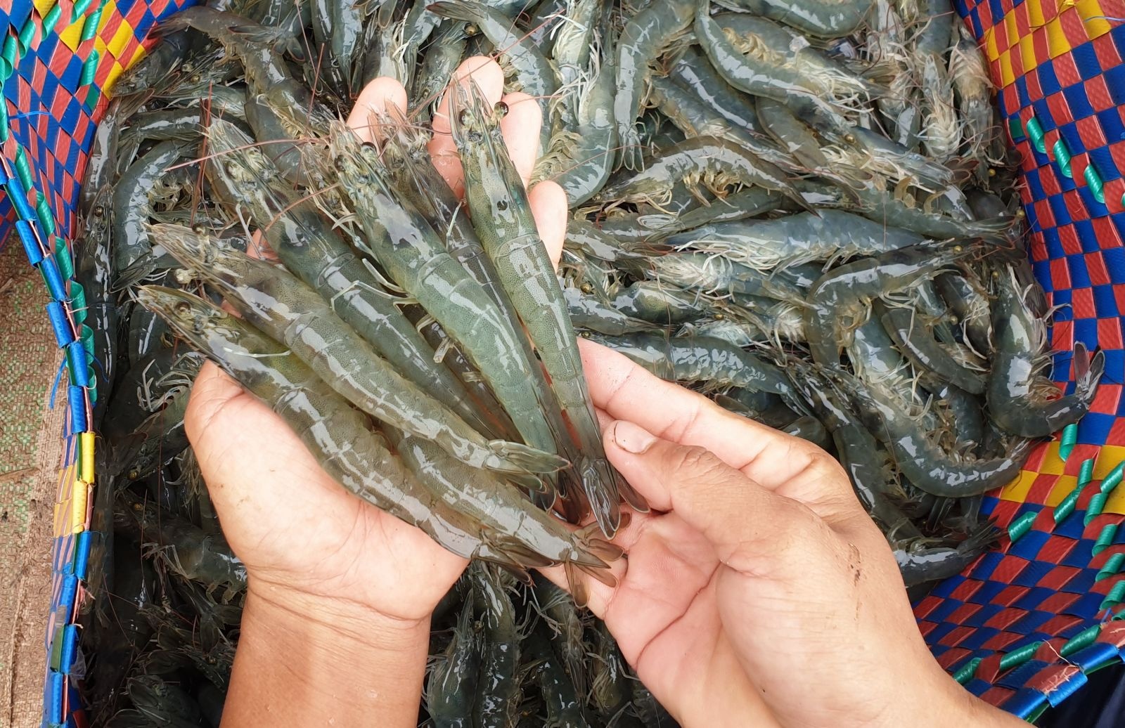 Nâng sức cạnh tranh cho tôm Việt bằng quản trị số