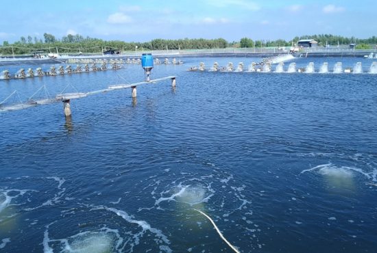 An Giang hướng đến mục tiêu sản lượng tôm nước lợ vượt 155.000 tấn vào năm 2026