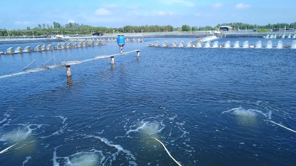 An Giang hướng đến mục tiêu sản lượng tôm nước lợ vượt 155.000 tấn vào năm 2026