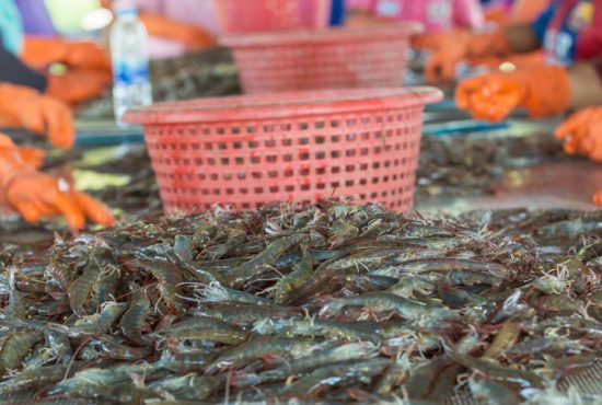 Thị trường tôm xuất khẩu tháng 3/2026: Tăng trưởng đi kèm biến động