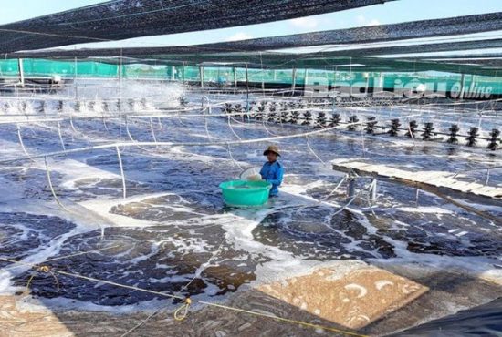 Khát vọng vươn xa của tôm Việt trong cuộc đua Xanh toàn cầu