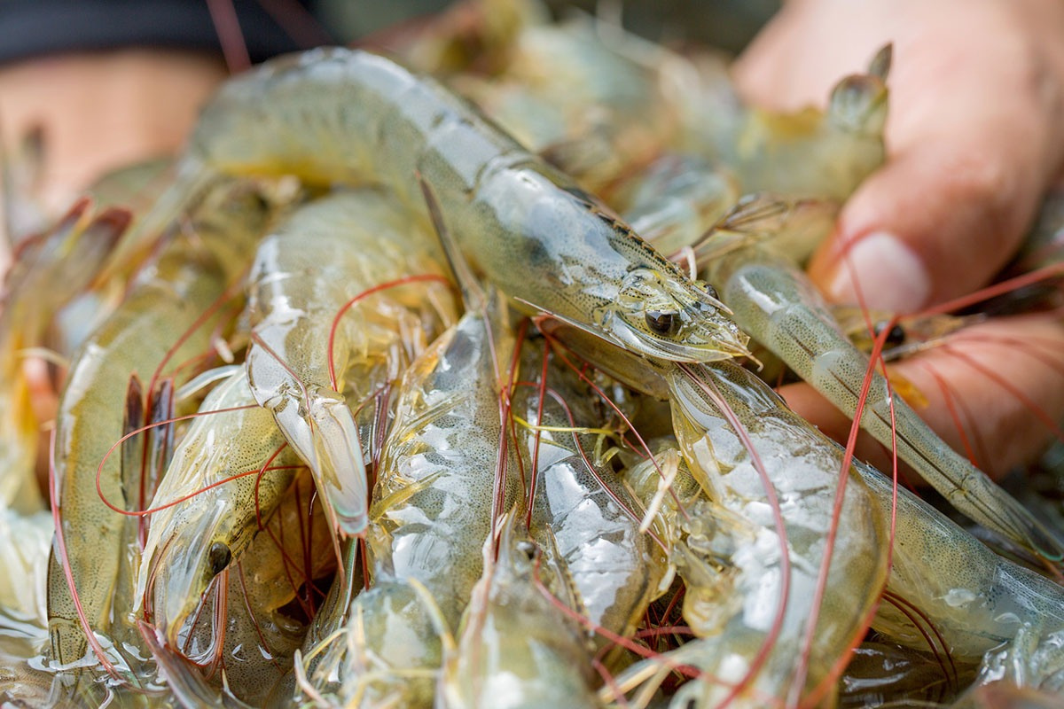 Australia – Điểm đến tiềm năng của tôm Việt Nam trong bối cảnh thương mại toàn cầu biến động