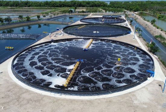 Công nghệ nuôi tôm của Việt Nam đang bắt kịp thế giới
