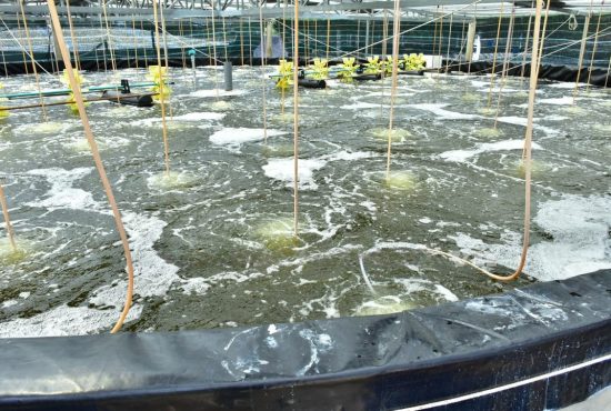 Cách mạng AI: Nuôi tôm bằng dữ liệu