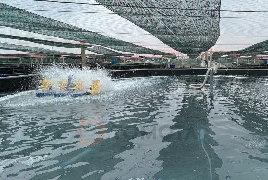 Cần Thơ đẩy mạnh nuôi tôm công nghệ cao